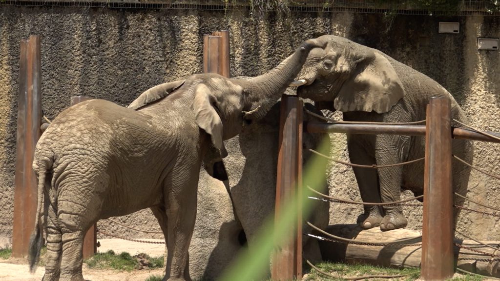 Tod von Elefantenkuh Heri verschärft Spannungen: Zoo Basel muss Elefanten trennen