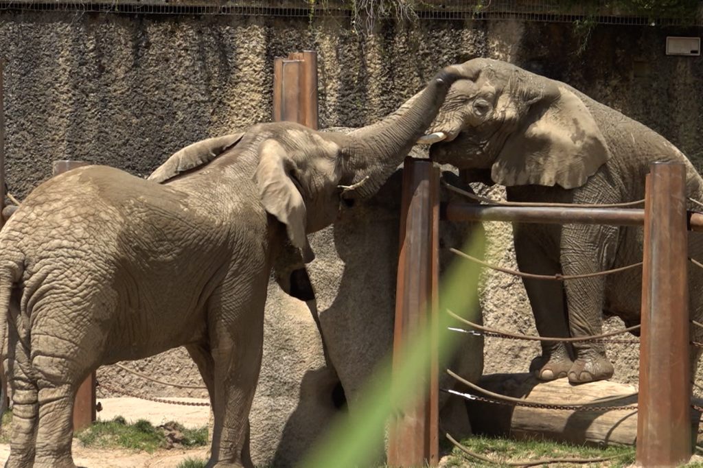 Tod von Elefantenkuh Heri verschärft Spannungen: Zoo Basel muss Elefanten trennen