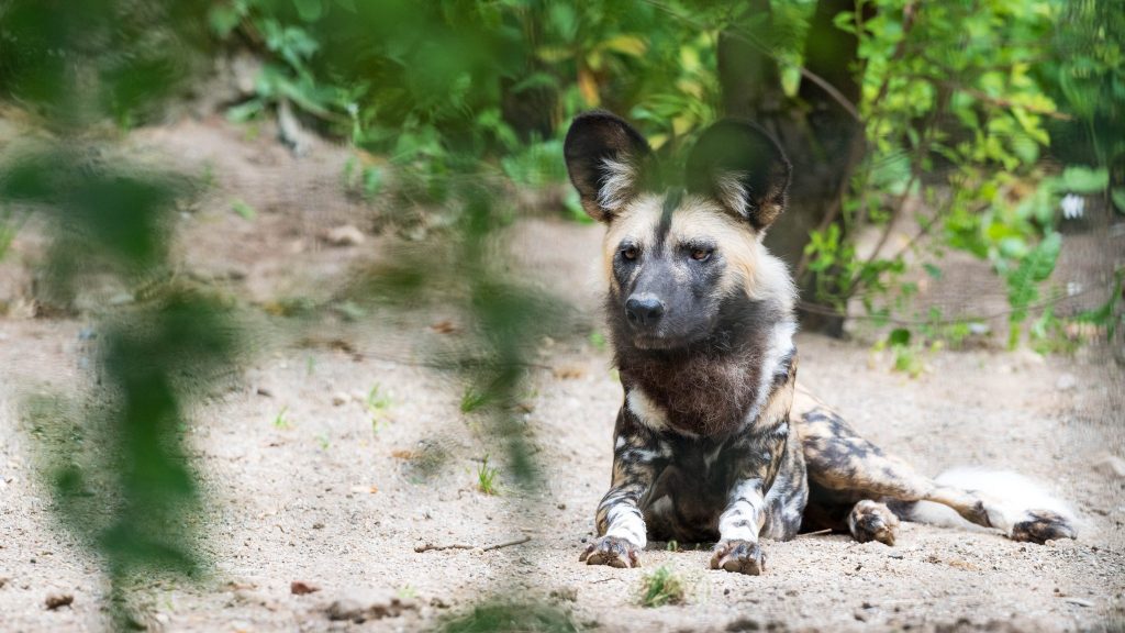 Neues Wildhund-Weibchen im Zolli eingetroffen