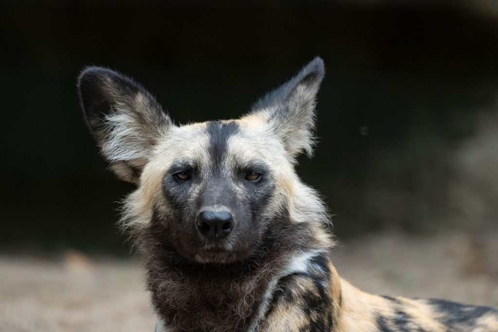 Neues Wildhund-Weibchen im Zolli eingetroffen