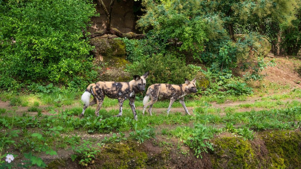 Neues Wildhund-Weibchen im Zolli eingetroffen