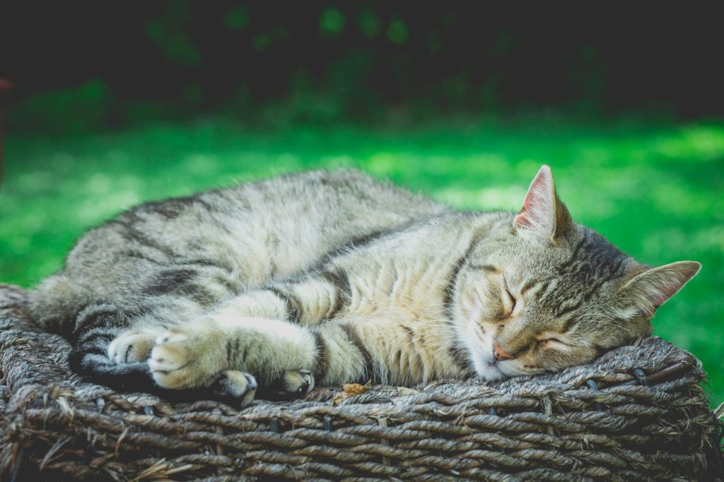 Deshalb schlafen Katzen auf der linken Seite