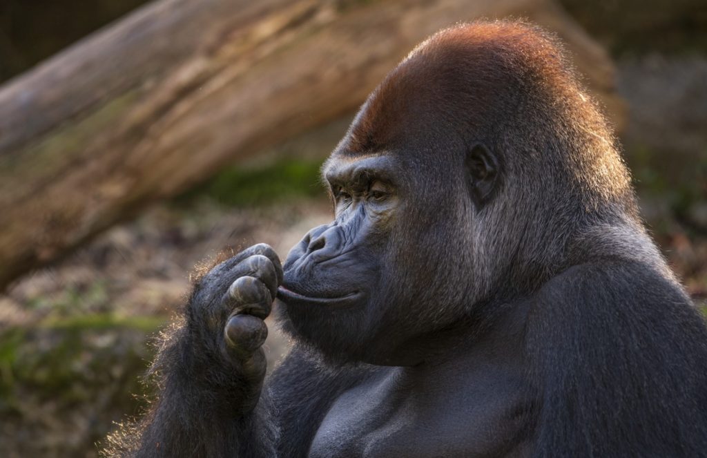 Gorilla M&#8217;Tongé (†26) im Zolli gestorben