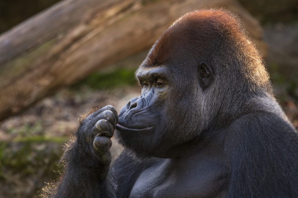 Gorilla M’Tongé (†26) im Zolli gestorben