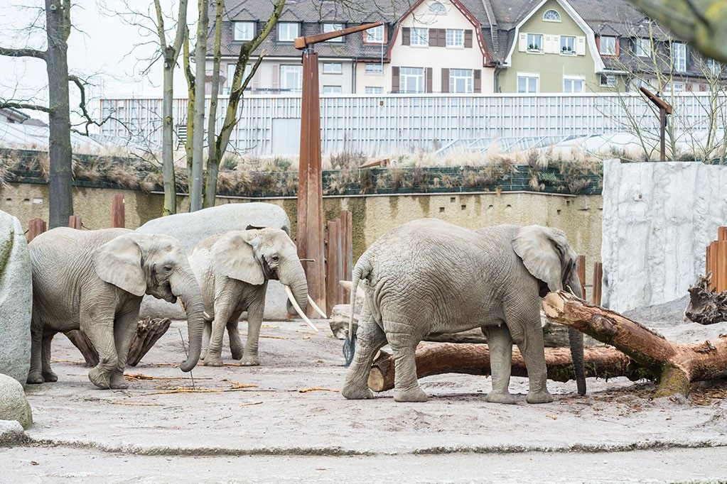 Nach Tod von Heri: Maya und Rosy müssen den Zoo bald verlassen