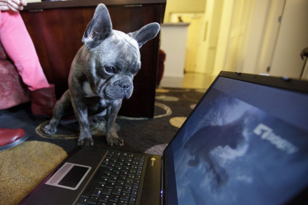 DOGTV: Was Vierbeiner vor dem Bildschirm erleben