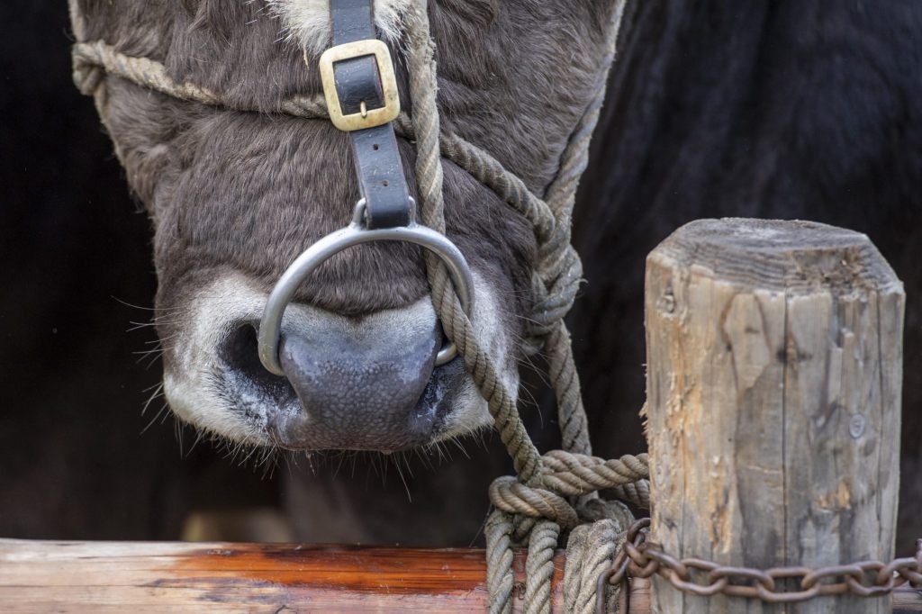 Landwirte fangen wild gewordenen Stier im Kanton Neuenburg ein
