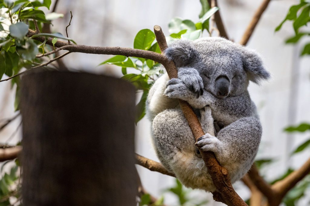 Koalas leben im Baum – und sterben am Boden