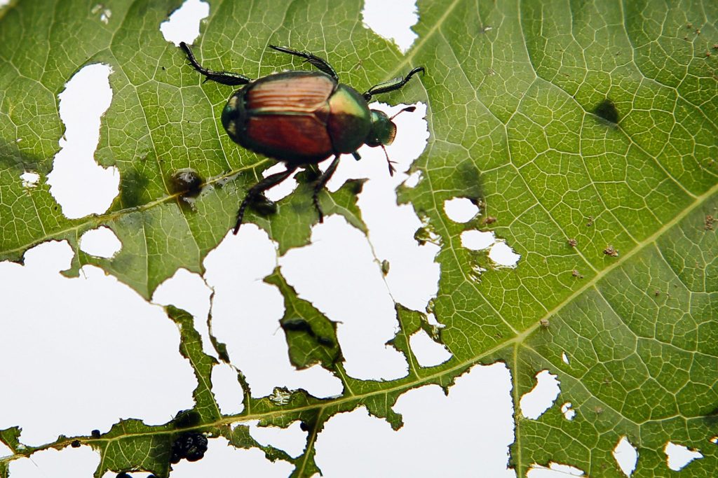 Japankäfer breitet sich weiter aus – Massnahmen verstärkt