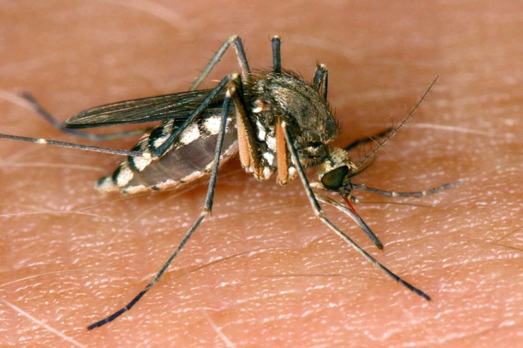 82-jährige Frau in Italien stirbt an West-Nil-Virus