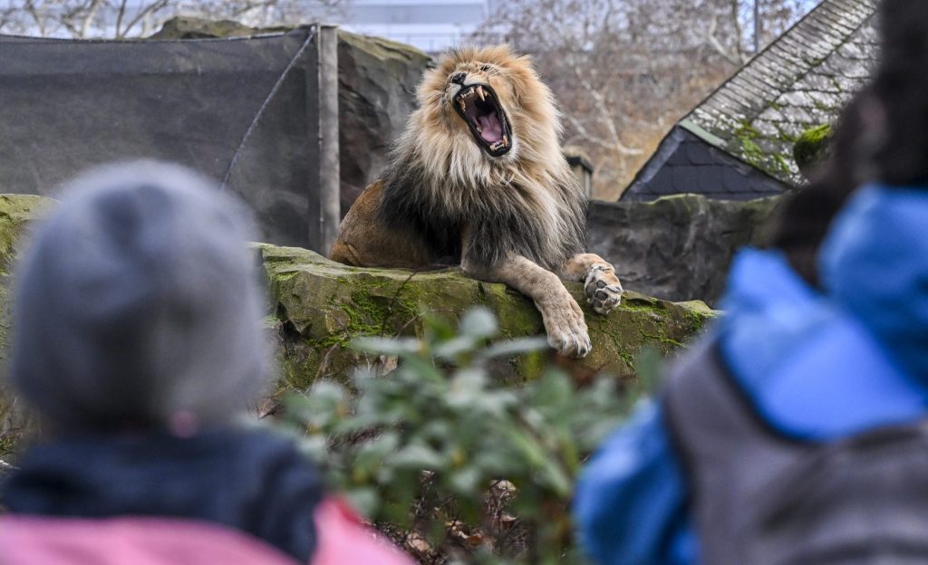 Löwe aus Zoo in Antalya entlaufen