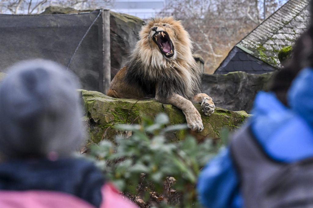 Löwe aus Zoo in Antalya entlaufen