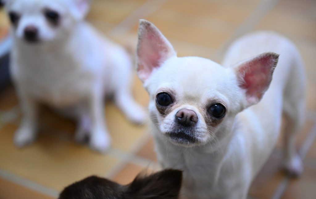 Chihuahua führt Rettungsteam zu Mann in Gletscherspalte