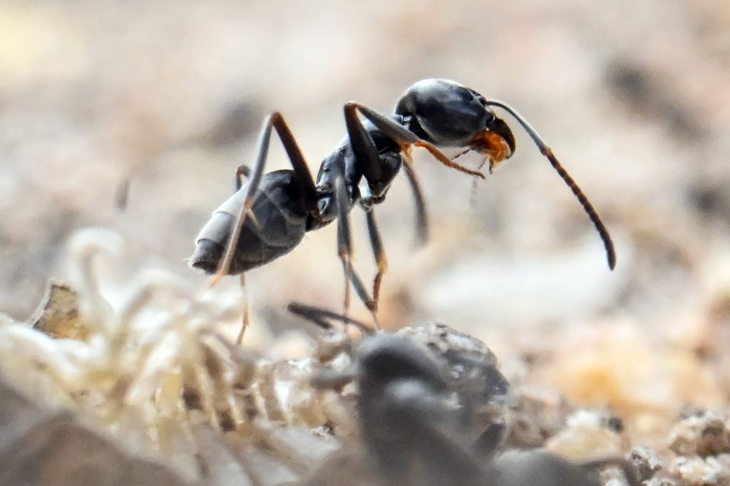 Böckten und Muttenz kämpfen gegen Ameisen-Invasion
