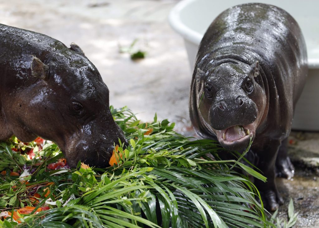 Ein Hippo wird zum Weltstar: Moo Deng feiert Geburtstag