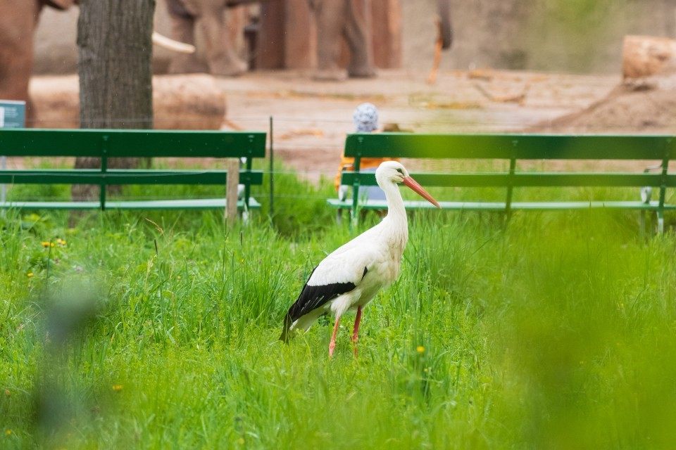 Zahl der Jungstörche im Zoo Basel hat sich mehr als vervierfacht
