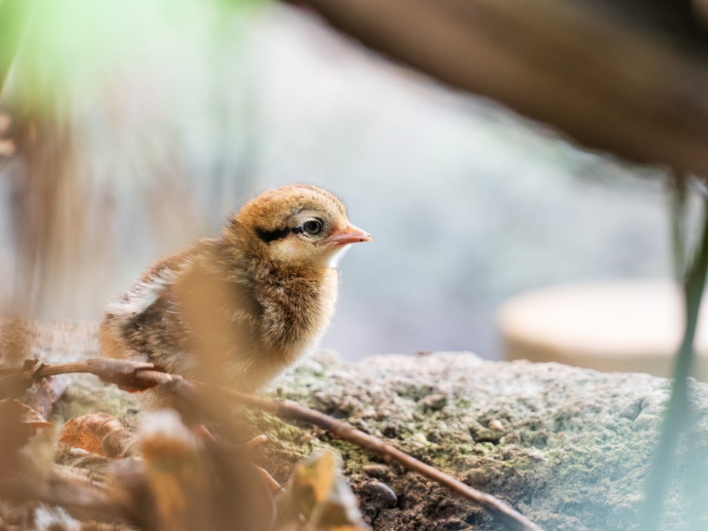 Nachwuchs bei bedrohten Vogelarten