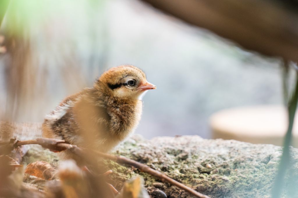 Nachwuchs bei bedrohten Vogelarten