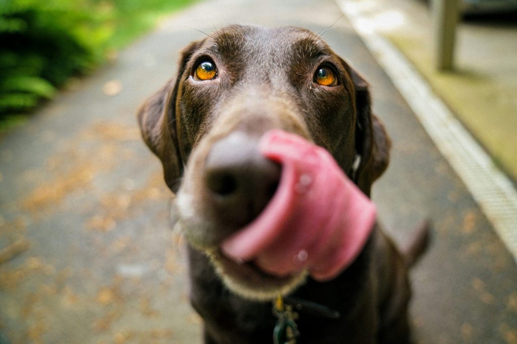Hunde behandeln nette und gemeine Menschen gleich