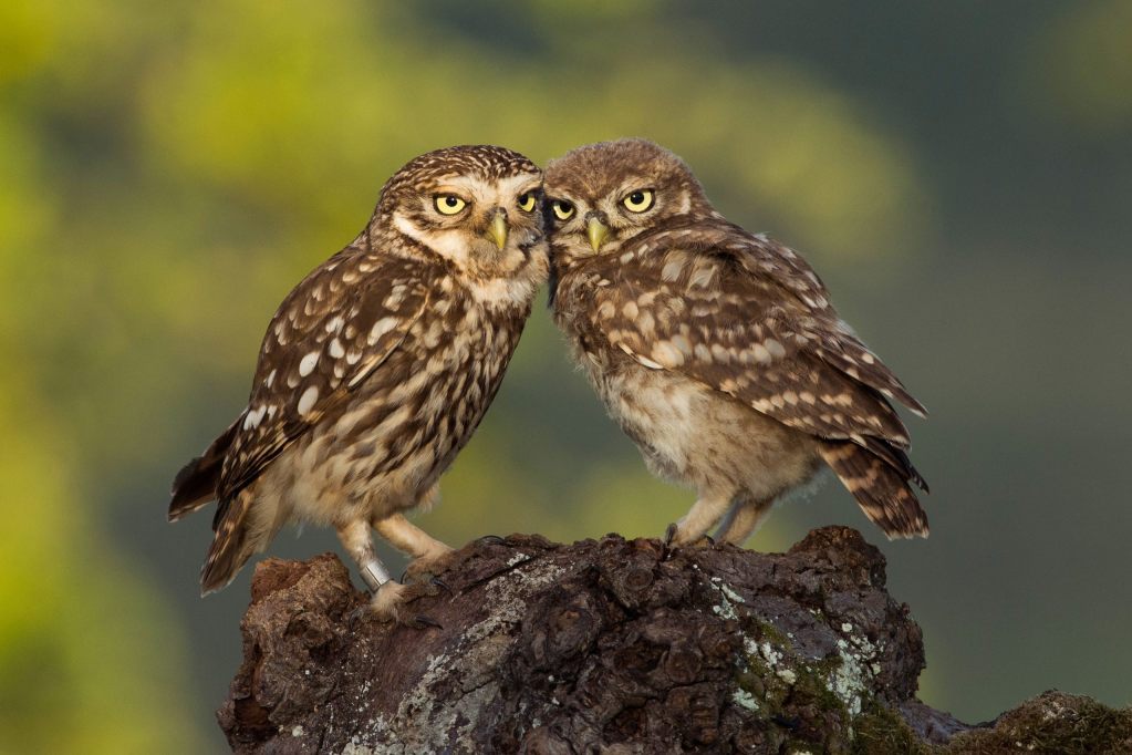 Abschied der Steinkäuze: Rosalie, Merlin und Schorsch verlassen BirdLife-Projekt in Basel