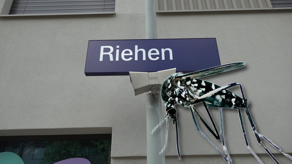 Riehen soll Tessiner Modell gegen Tigermücken prüfen
