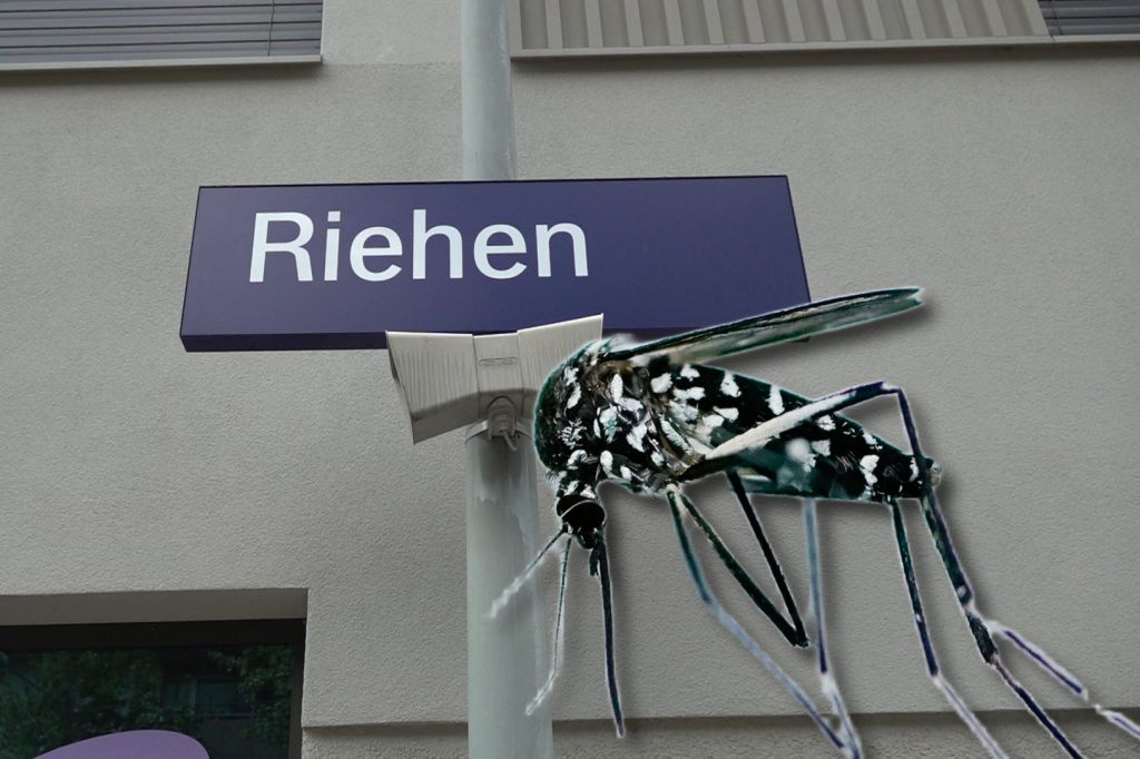 Riehen soll Tessiner Modell gegen Tigermücken prüfen