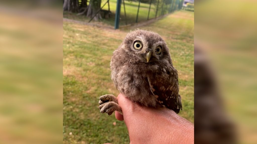 Abenteuerlicher Erstflug: Junge Steinkäuze meistern Herausforderungen und finden zurück ins Nest