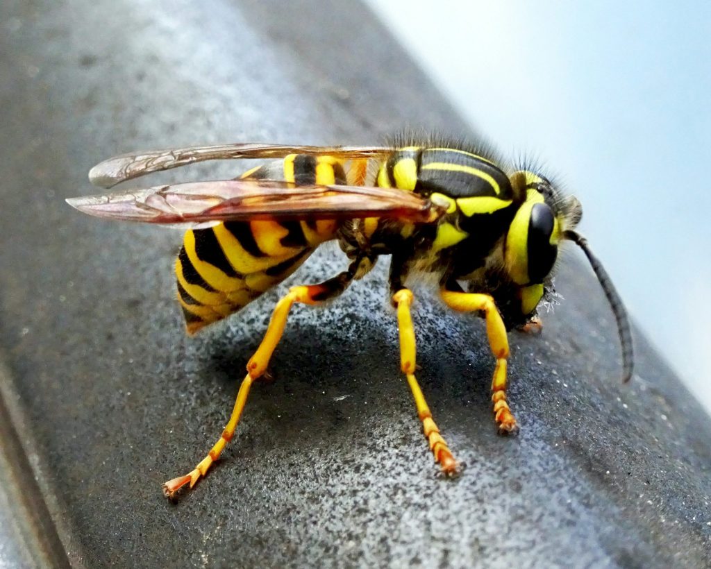 Allergieschock nach Insektenstich: So schützt du dich