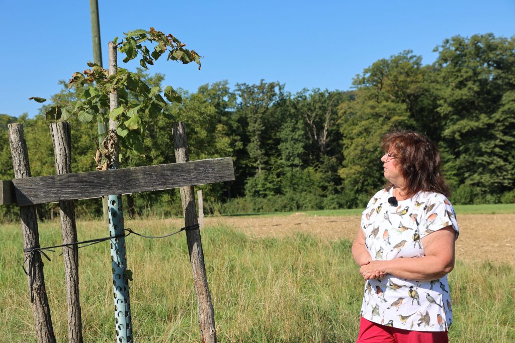«Ich kann mir nicht vorstellen, warum man das tut»: Sieben Jungbäume in Lupsingen zerstört