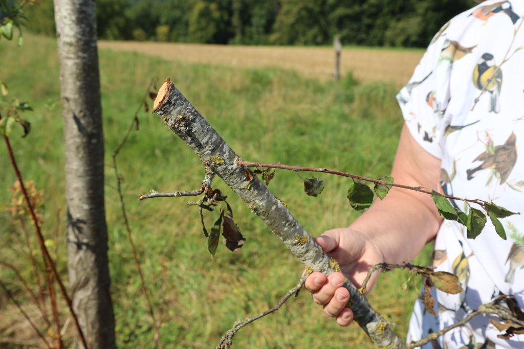 «Ich kann mir nicht vorstellen, warum man das tut»: Sieben Jungbäume in Lupsingen zerstört