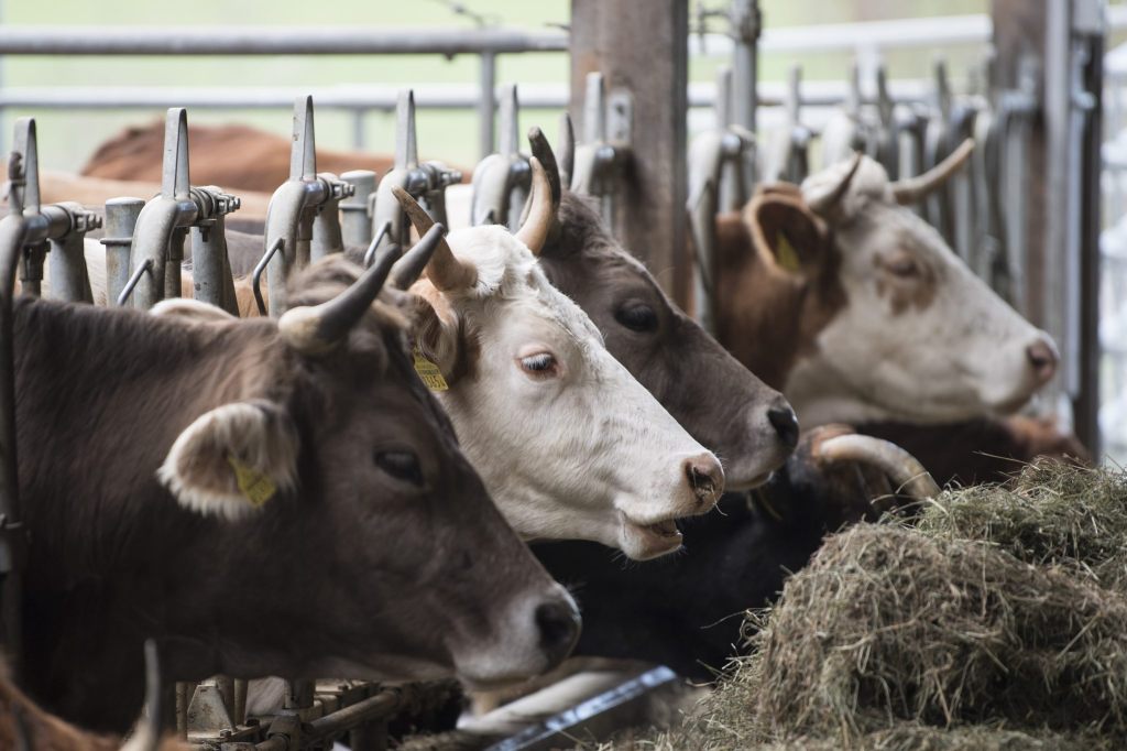 Erster Ausbruch von Hautknotenkrankheit bei Rinderherde nahe Genf
