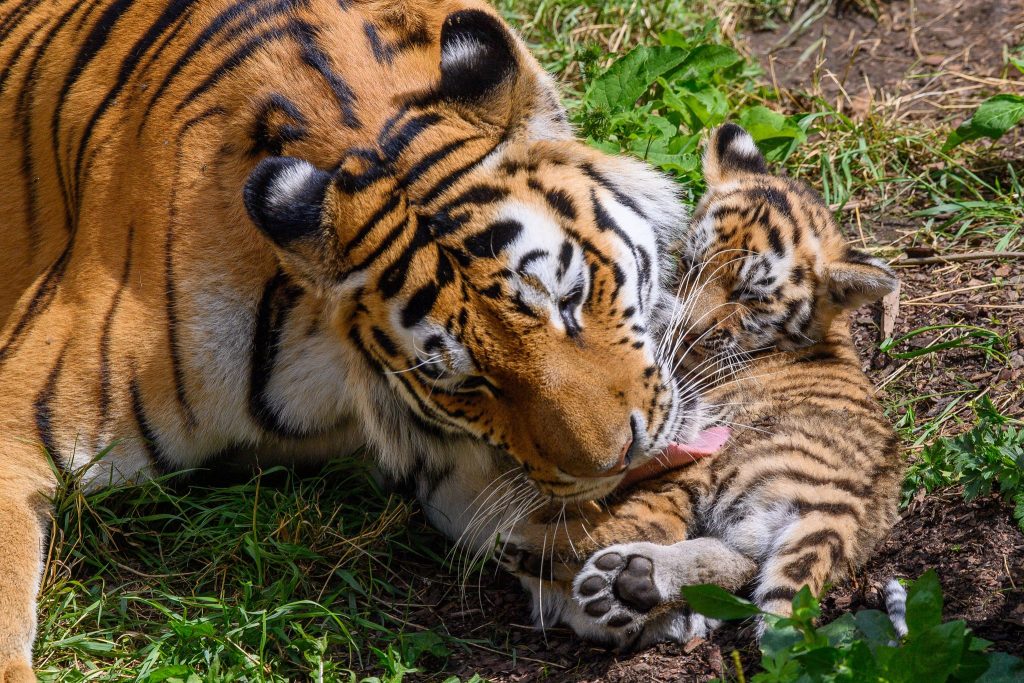 Zoo Leipzig schläfert drei Tigerbabys ein