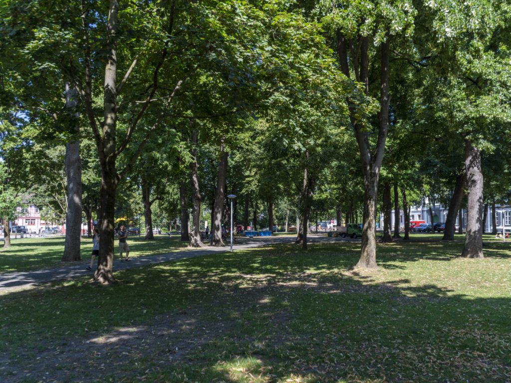 Über 30 neue Bäume und eine Sanierung für den Petersplatz