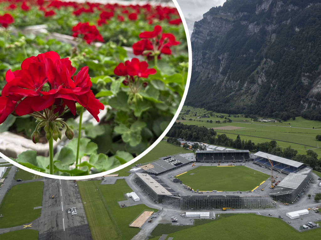 Die ESAF-Blumen fürs Glarnerland kommen aus Binningen