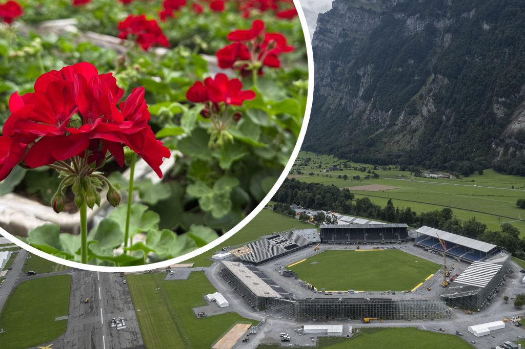 Die ESAF-Blumen fürs Glarnerland kommen aus Binningen
