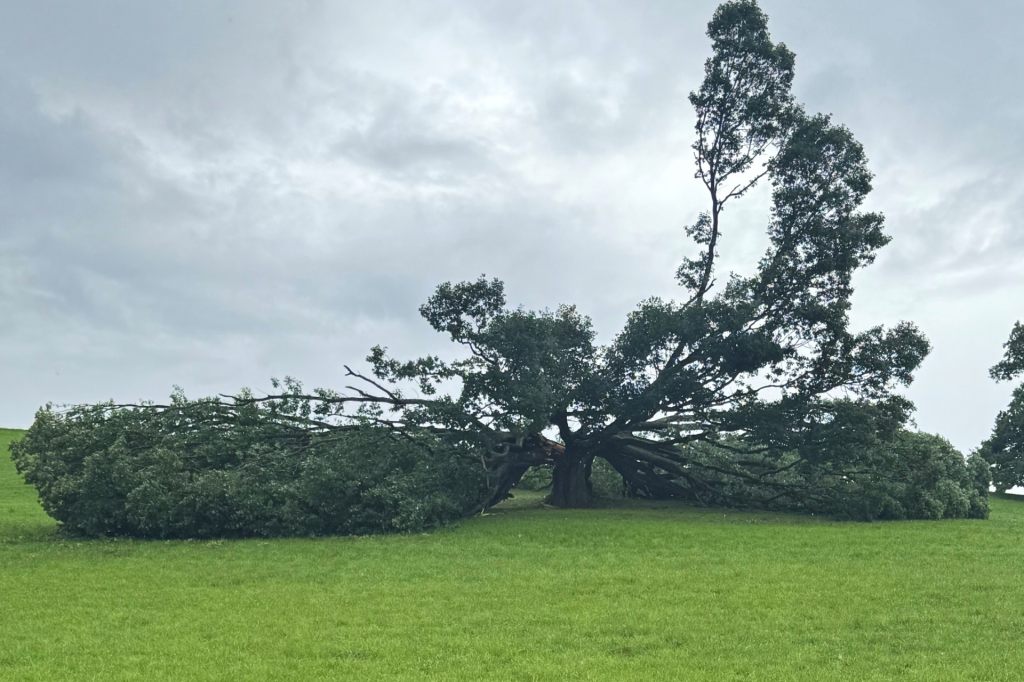 Die «perfekte» Eiche von Wintersingen ist tot