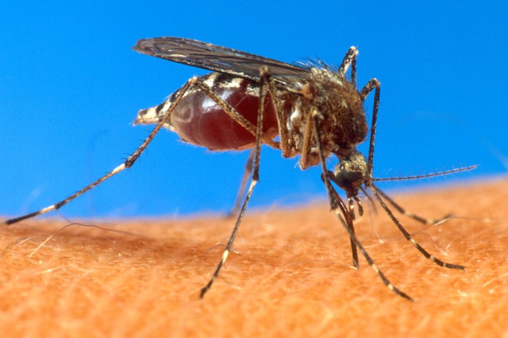 Chikungunya-Virus breitet sich in Norditalien aus