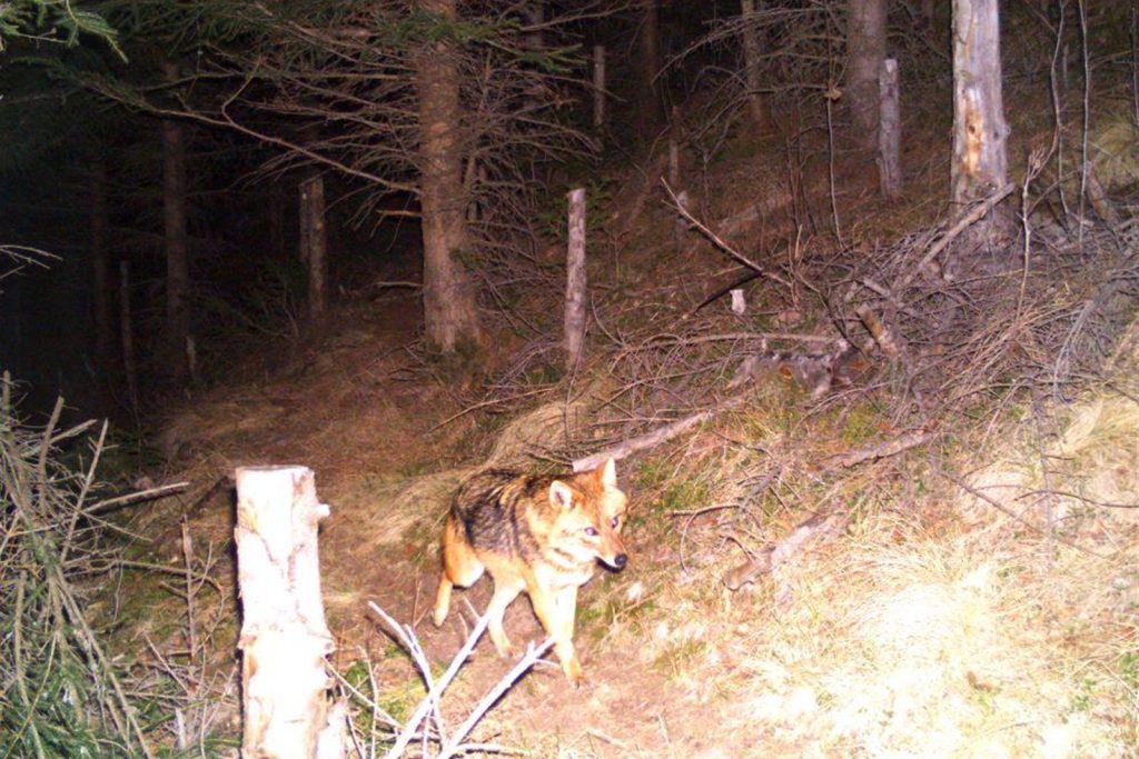 Fotofallen sollen den Goldschakal im Baselbiet nachweisen