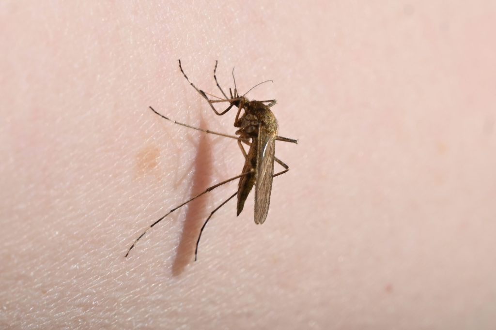Das Tessin bereitet sich auf das West-Nil-Virus vor