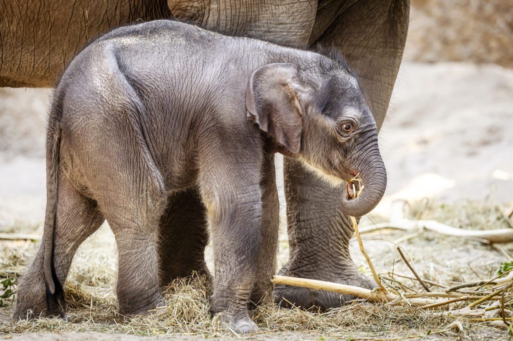 Elefanten-Jungtier Zali stirbt nach Unfall im Zoo Zürich