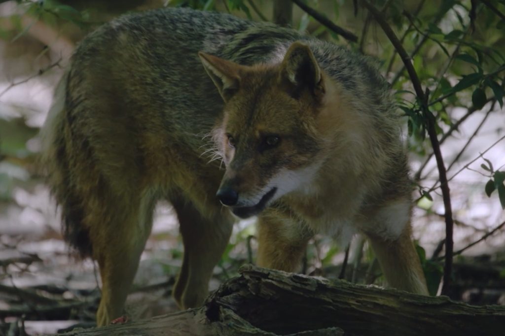 Erobert der Goldschakal bald das Baselbiet?