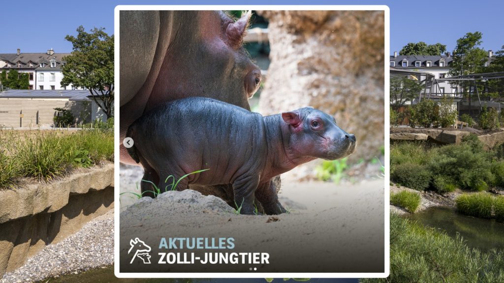 Eine Portion «Jöö» aus dem Zolli: Nachwuchs für die Flusspferdfamilie