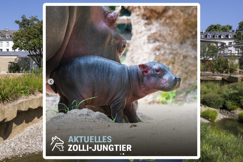 Eine Portion «Jöö» aus dem Zolli: Nachwuchs für die Flusspferdfamilie