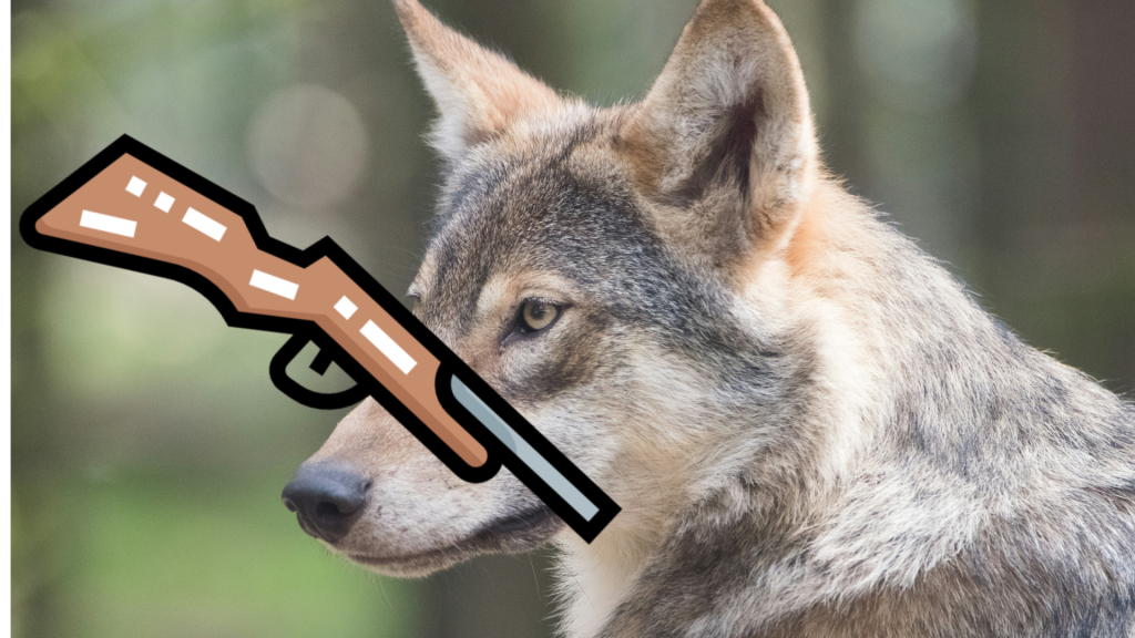 Präventive Wolfsabschüsse: Experten uneins über Nutzen