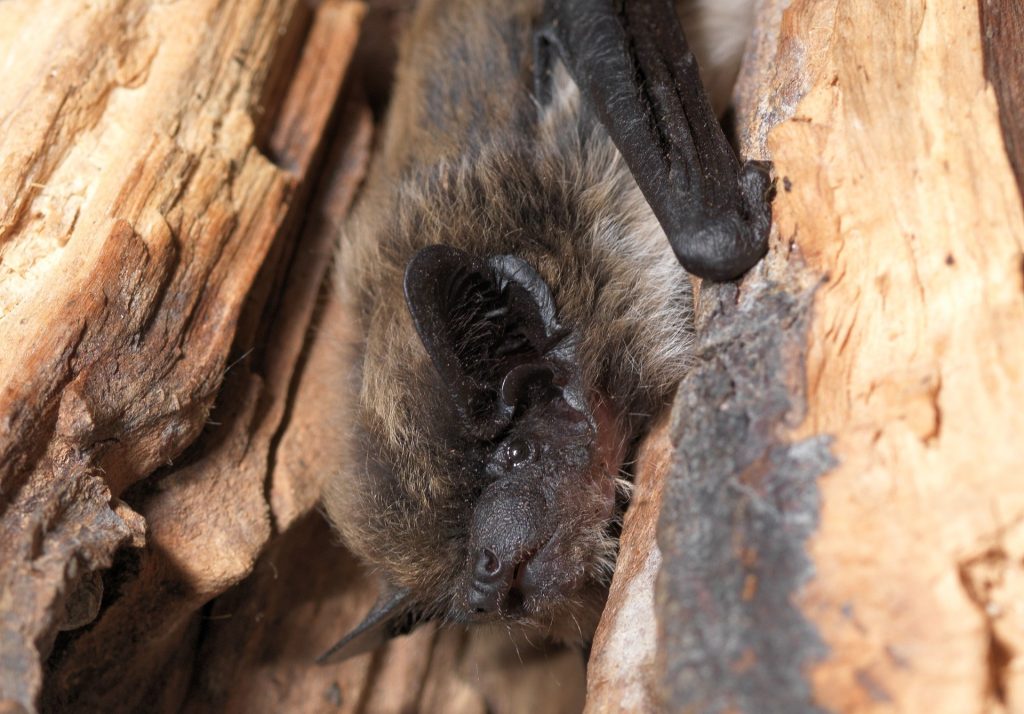 Erstmals eine Alpenfledermaus im Baselbiet entdeckt