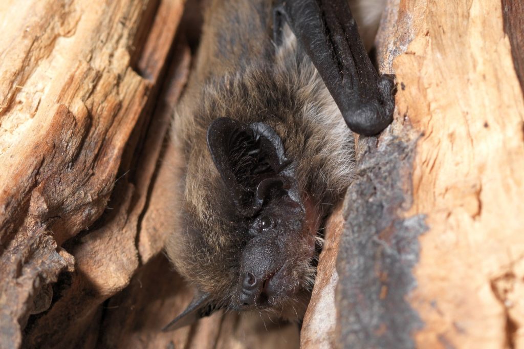 Erstmals eine Alpenfledermaus im Baselbiet entdeckt