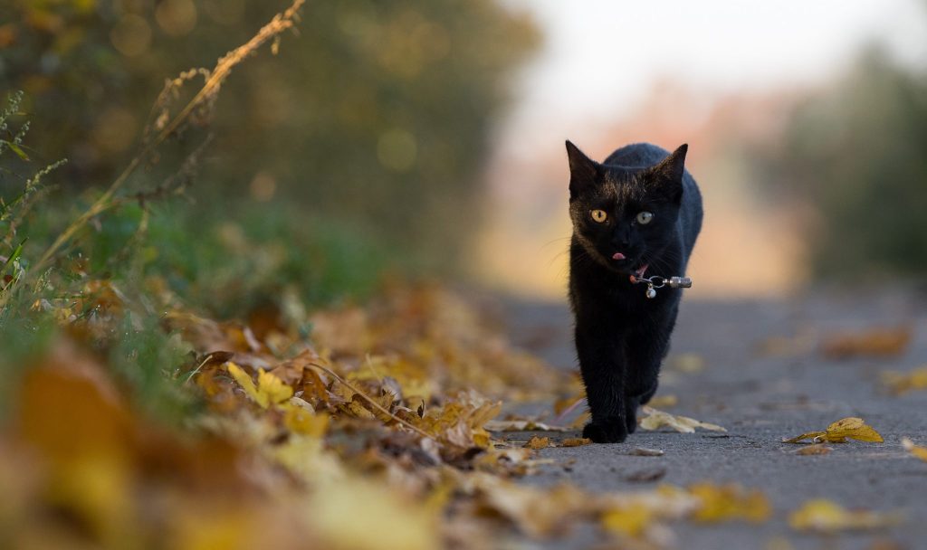 Stadt verbietet rund um Halloween Adoption schwarzer Katzen