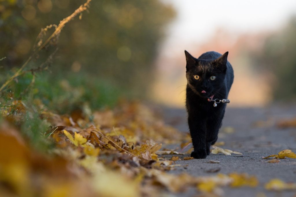 Stadt verbietet rund um Halloween Adoption schwarzer Katzen