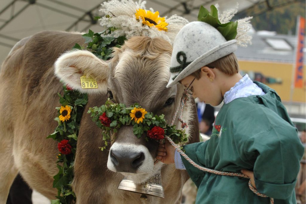 Zwei verletzte Kinder wegen entflohener Rinder an Olma