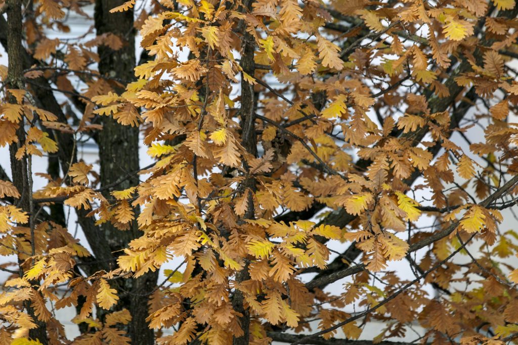 Die wichtigsten Waldwege in Riehen und Bettingen sind wieder offen